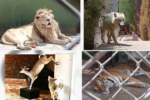 Rescatan en Huixquilucan, 47 animales domésticos y exóticos y detectan tomas clandestinas de huachicoleo